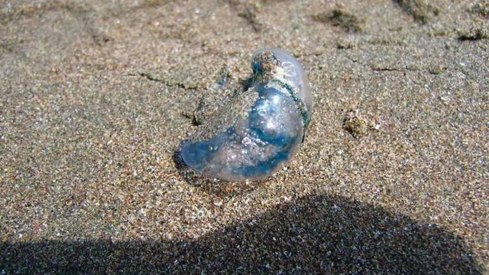 Detectan agua mala en playa de Cabo San Lucas